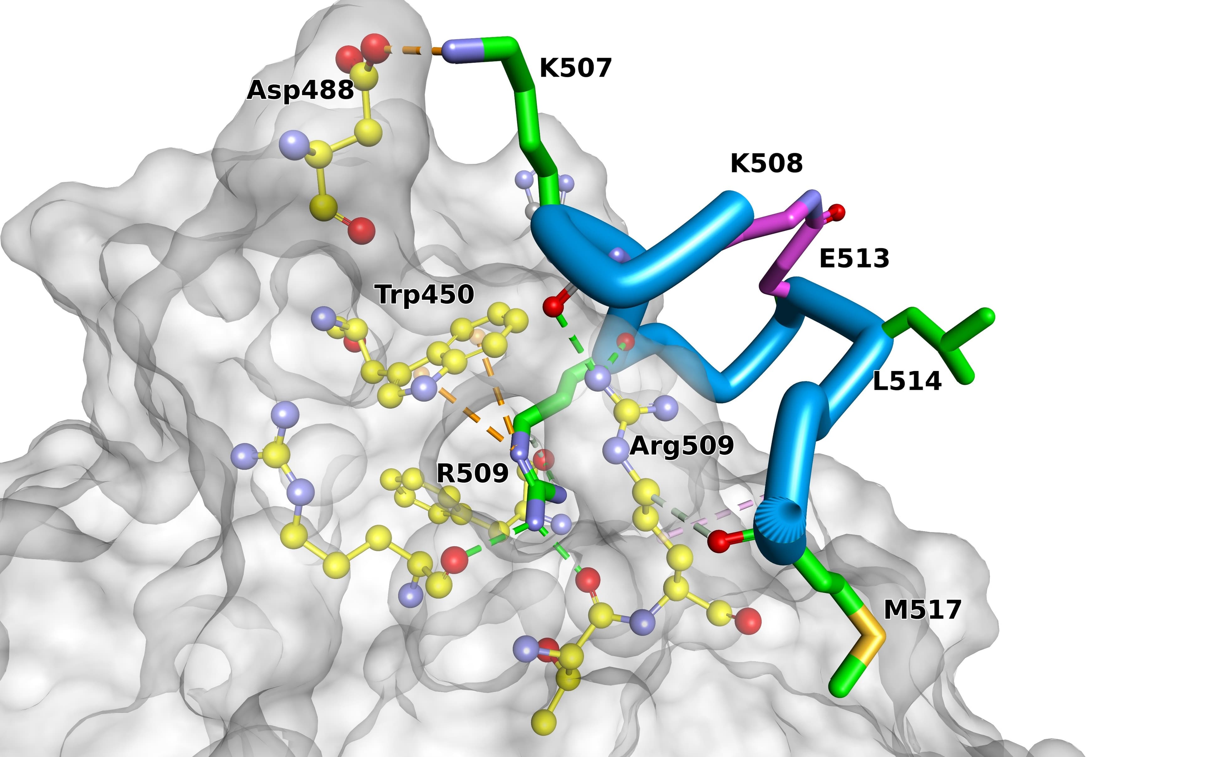 BRAF dimerization interface with labeled contact residues