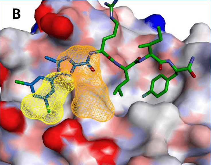 Panel B. Fragment volume mapped onto the binding determinants