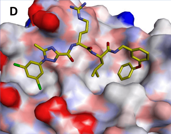 Panel D. Small-molecule inhibitor occupying the PPI site